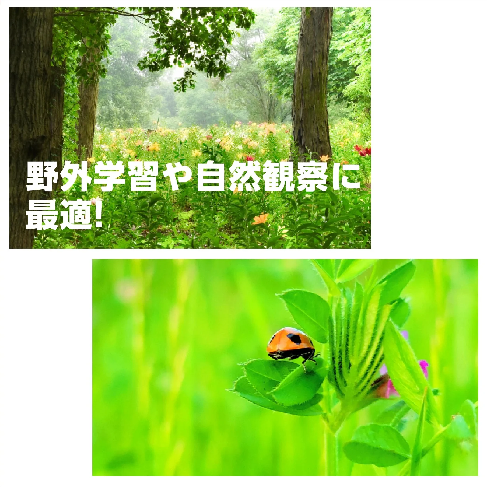 8･30 scope (new blister specification) - Image 5
