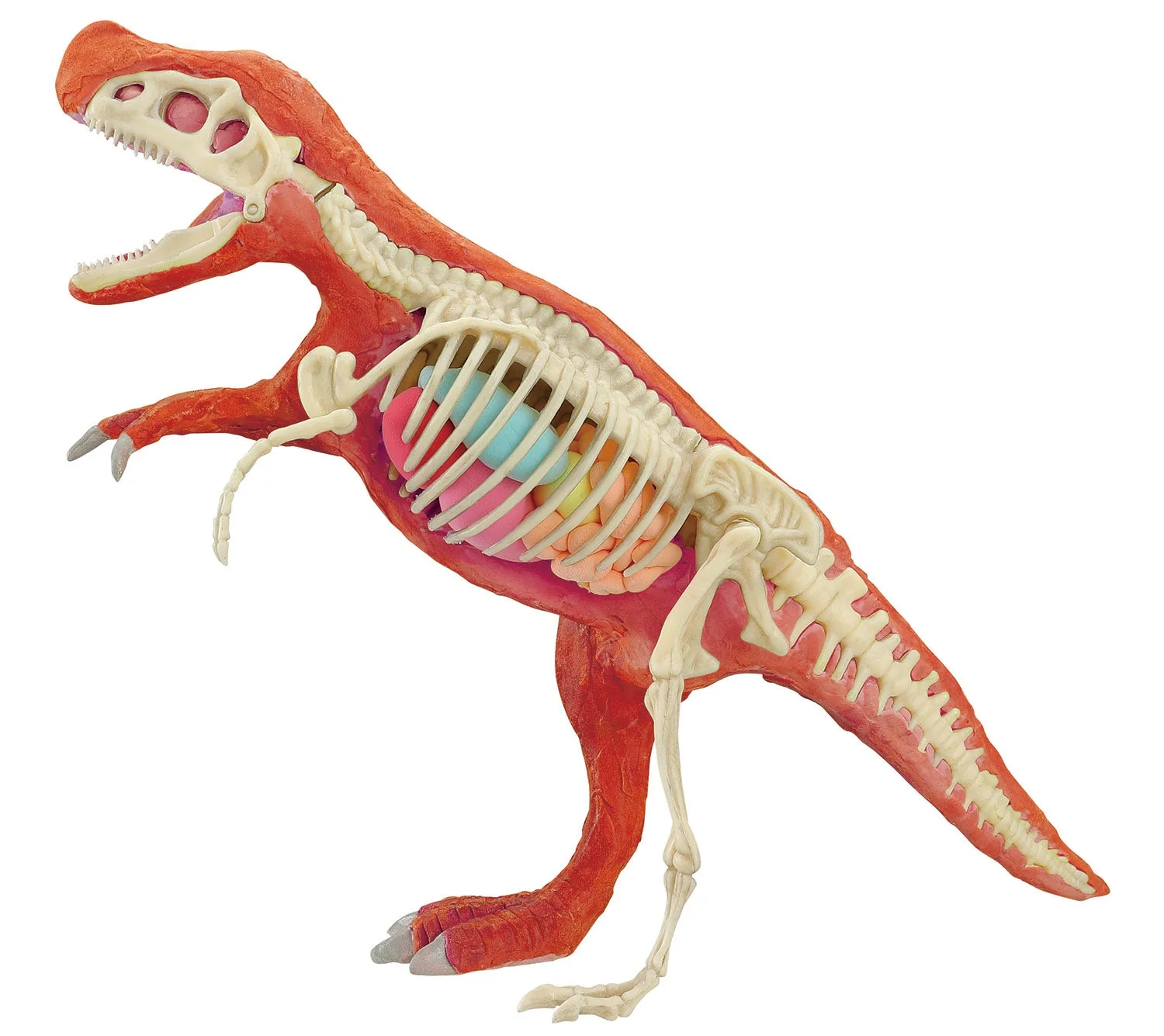 Fossil excavation restoration kit Tyrannosaurus - Image 2