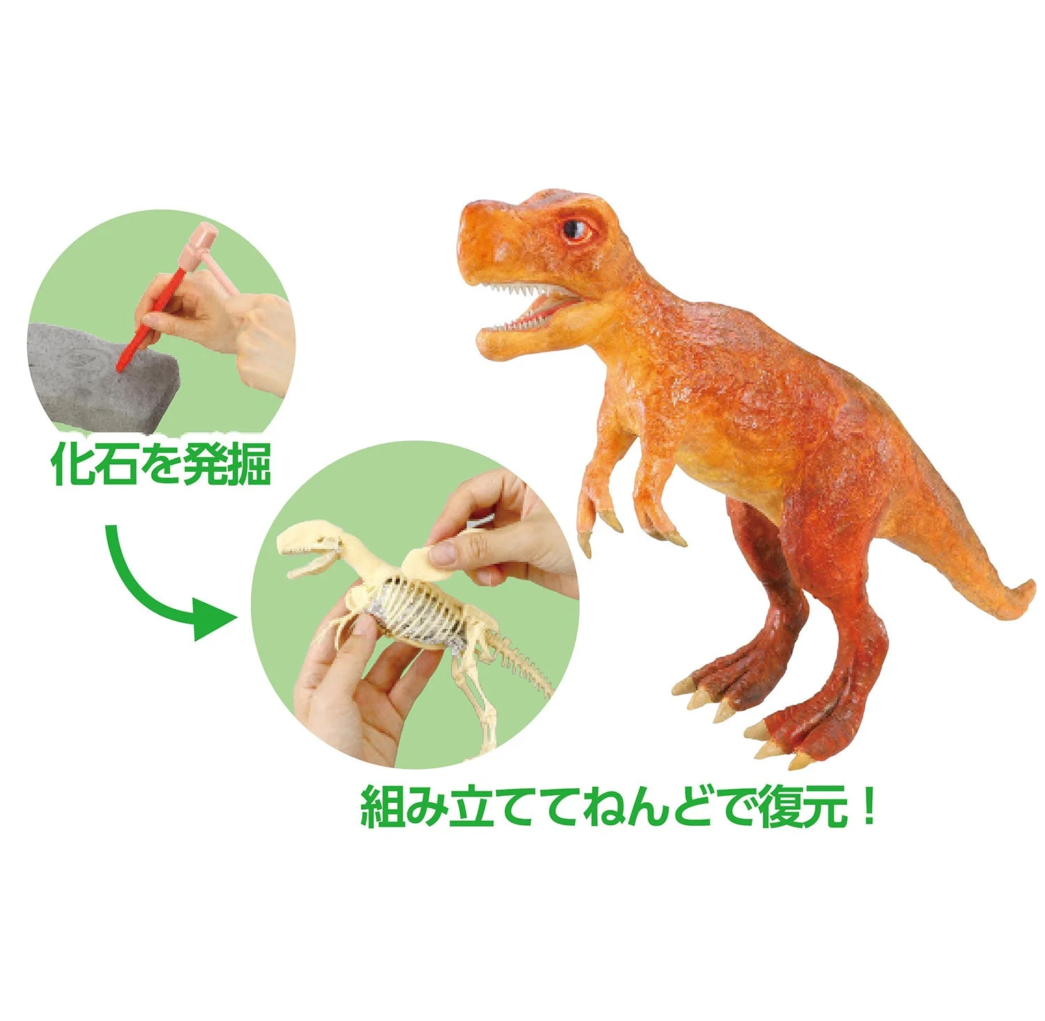 Fossil excavation restoration kit Tyrannosaurus - Image 4