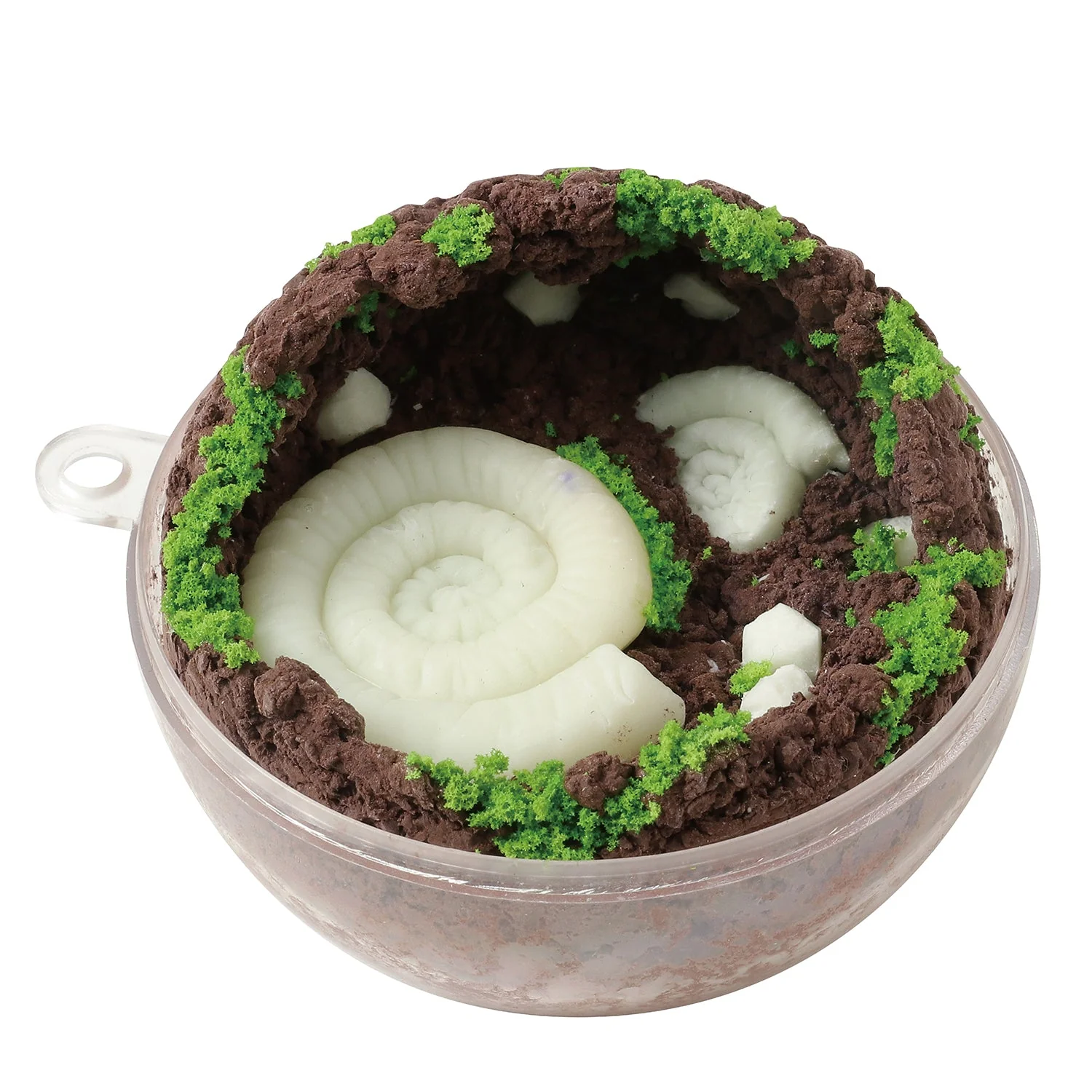 fossil terrarium - Image 2