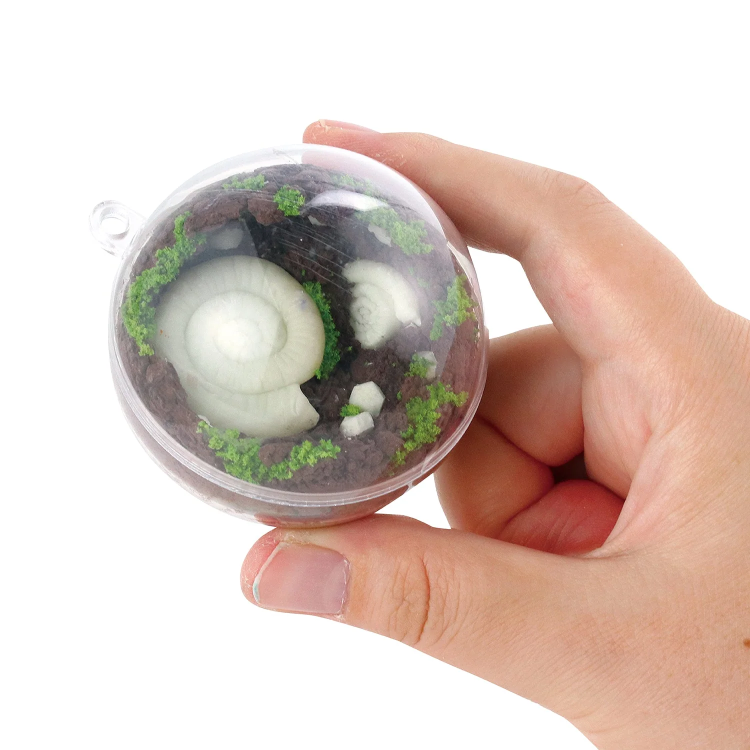 fossil terrarium - Image 5