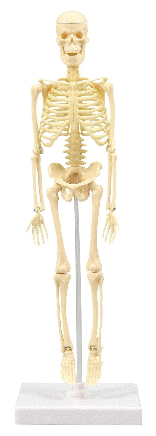 Human skeleton model 30cm