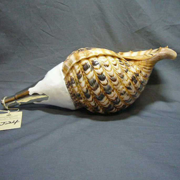 Horagai Conch - Image 5