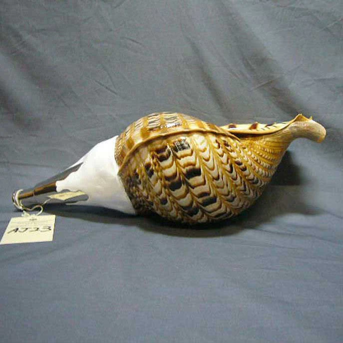 Horagai Conch - Image 6