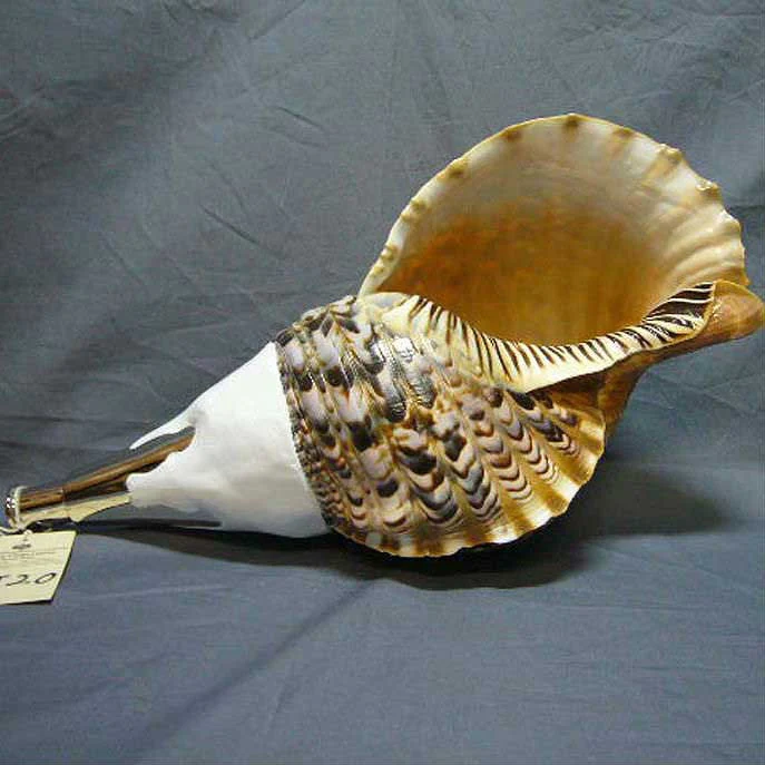 Horagai Conch - Image 8