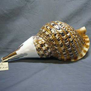 Horagai Conch - Image 9